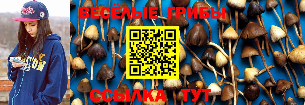 Галлюциногенные грибы Psilocybe Корсаков